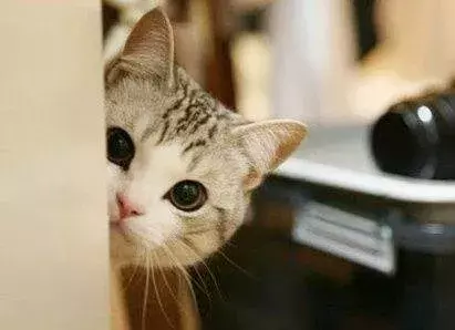 梦到猫,应该如何解梦?