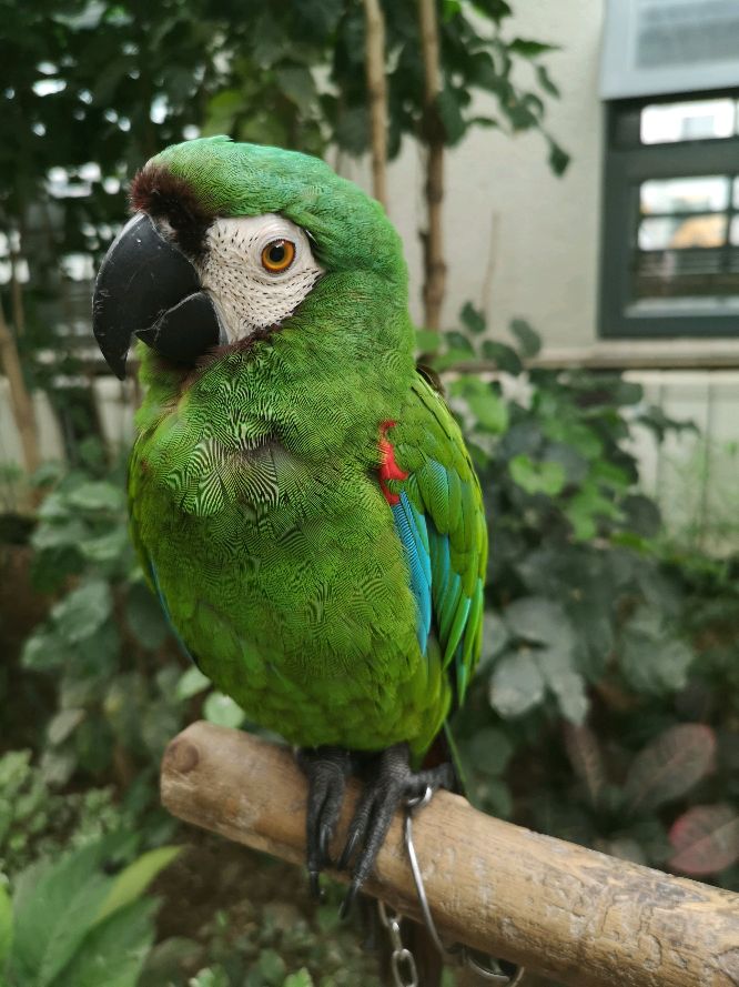 和尚鹦鹉价格4千元内的4种中小型鹦鹉