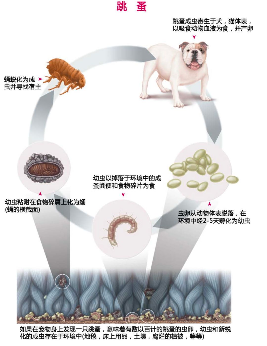 好物使用说明——博来恩成猫外驱