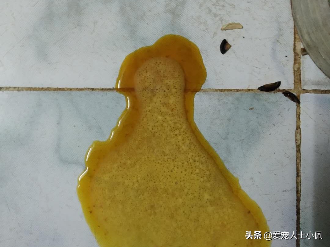 养狗新人如何判断狗狗普通肠胃炎,以及早期如何预防肠胃炎.