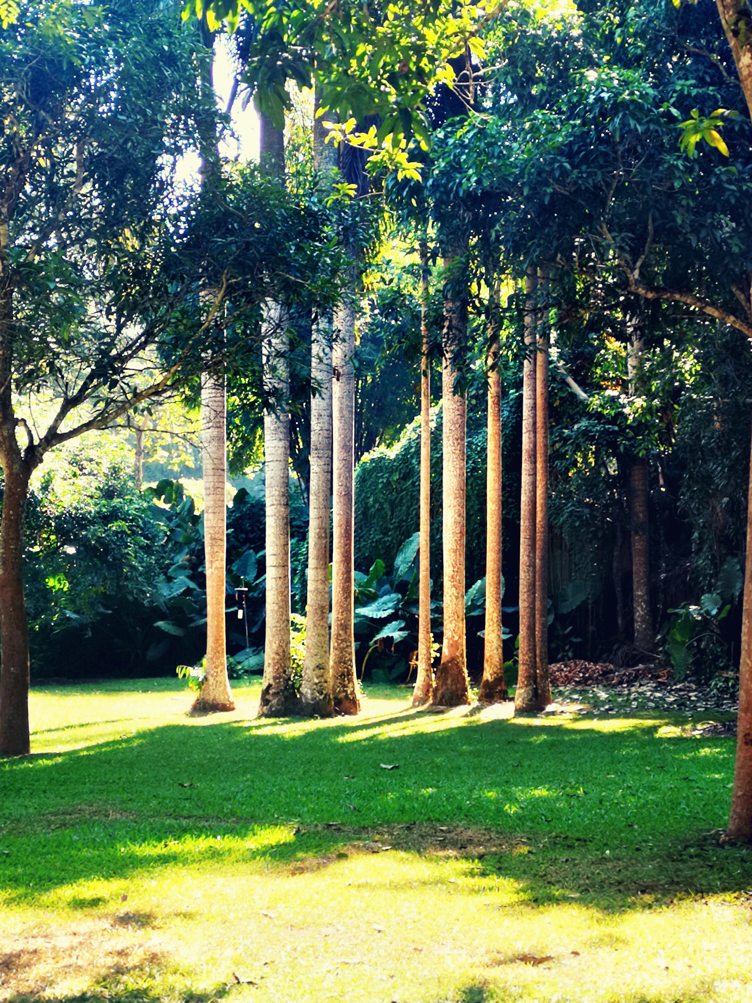 西双版纳8天9晚2600元，中科院热带植物园最详细攻略看这一篇就够