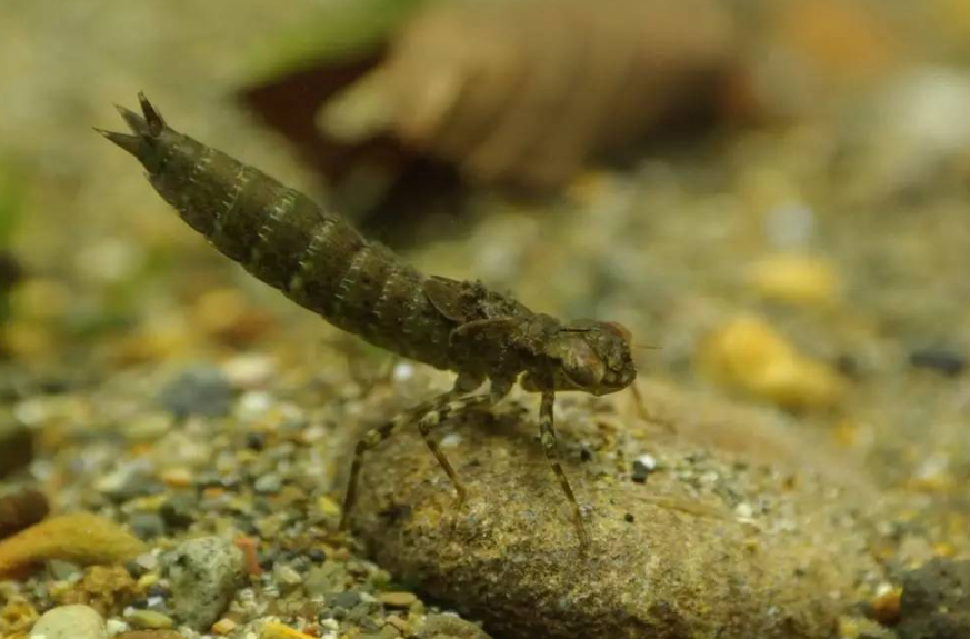 而今天我们所说的,蚊子的"死敌"就是蜻蜓,相信大家小时候都抓过蜻蜓