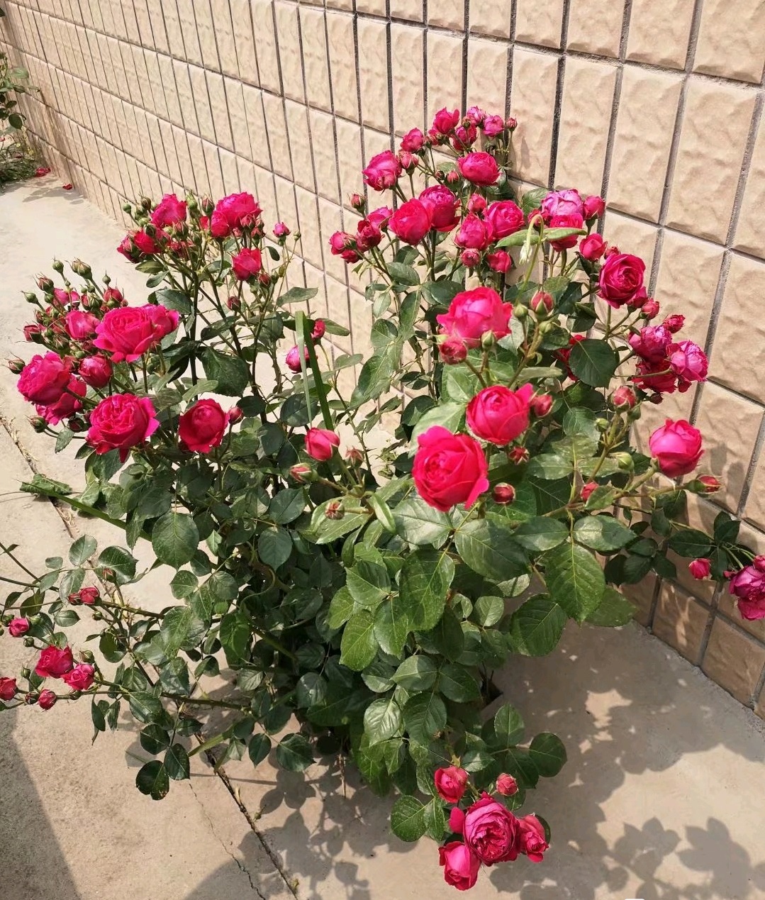 红龙月季的优缺点(红龙月季的养殖方法与好处)