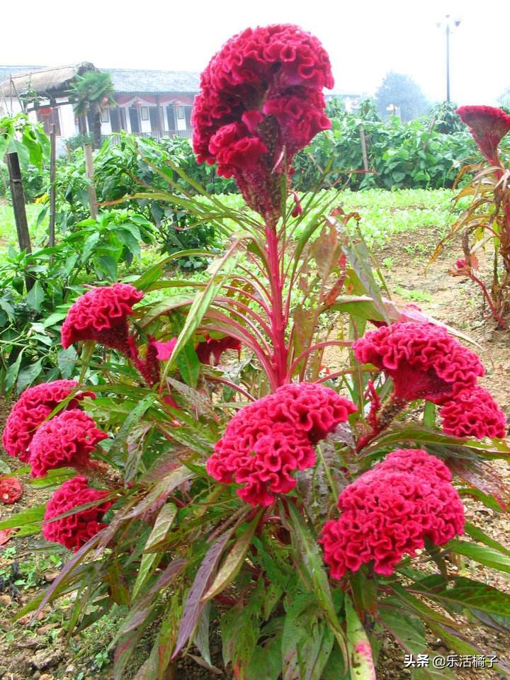 你所不知道的凤尾花:鸡冠花,养花种草养生盆栽绿植,光照很关键