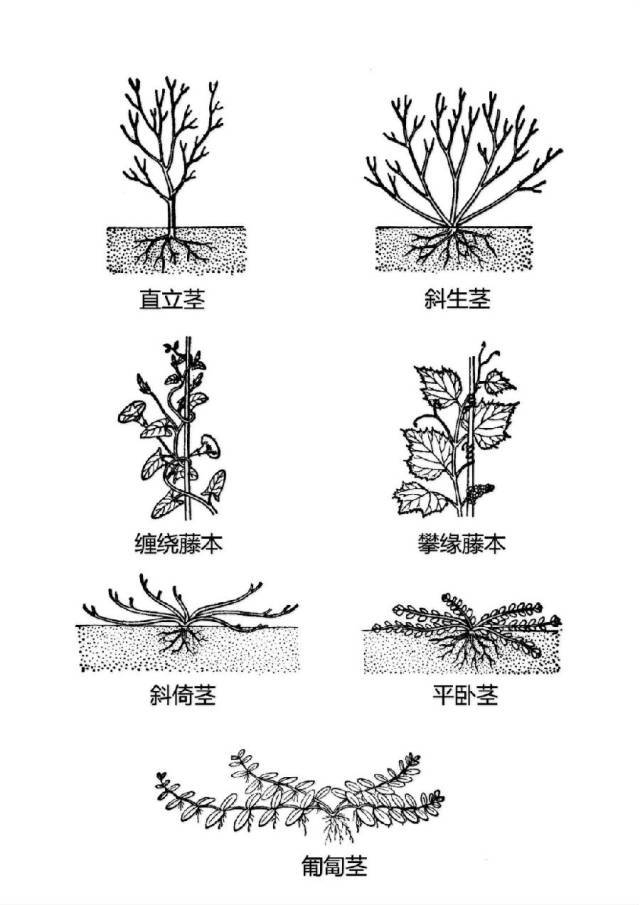 花的基本结构简图（教科书般的植物形态图解）