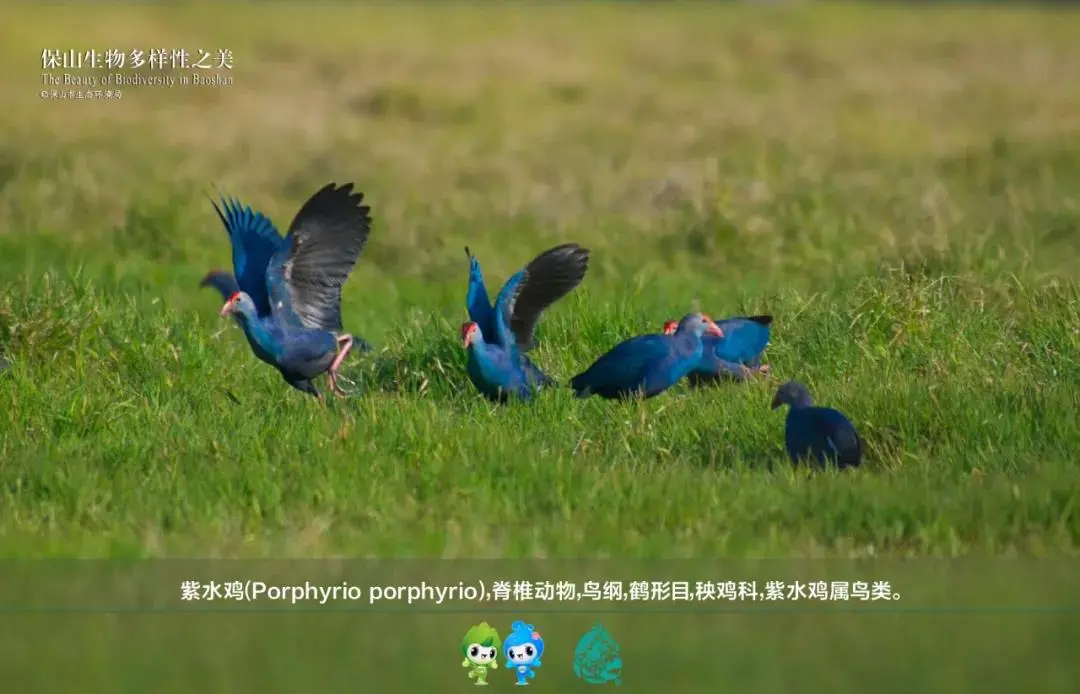 惊艳!生物多样的保山,美到你无法想象