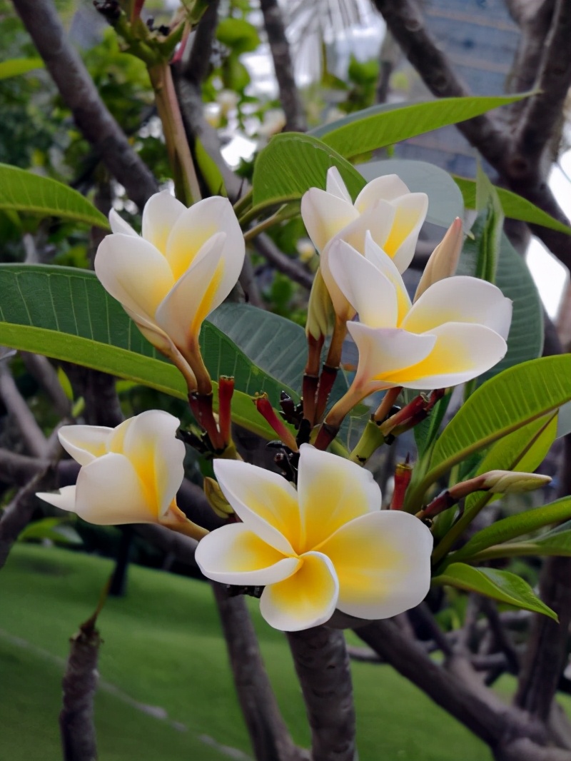 十大最香的花排名（一文详聊10种天然香花）