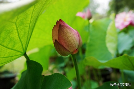 你的美，我无法呼吸：盛开在古诗词里的夏花