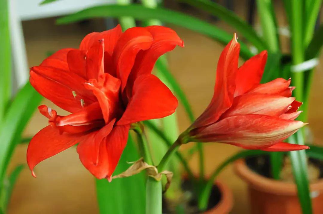 60种极品朱顶红,开花个个比脸大,见者有福!