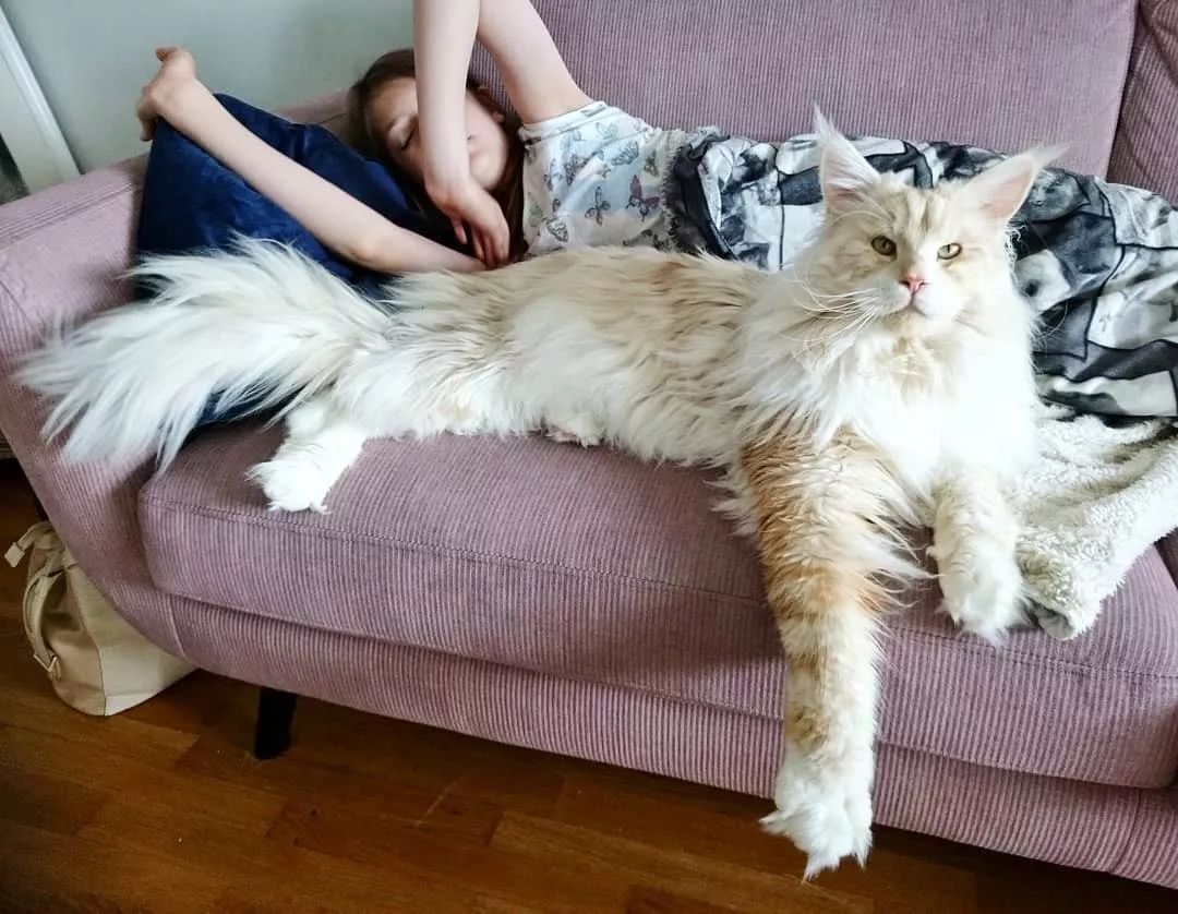 猫品种有哪些（公认颜值最高的10种猫咪）