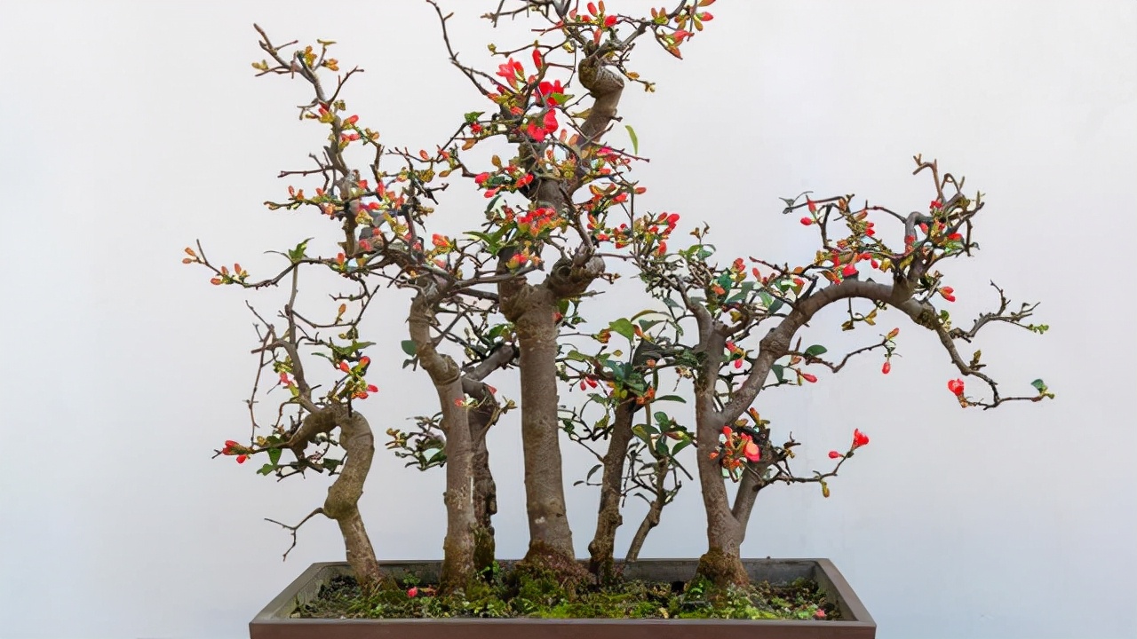 丛林式盆景是大自然的缩影,9个步骤自己在家造型,感觉与众不同