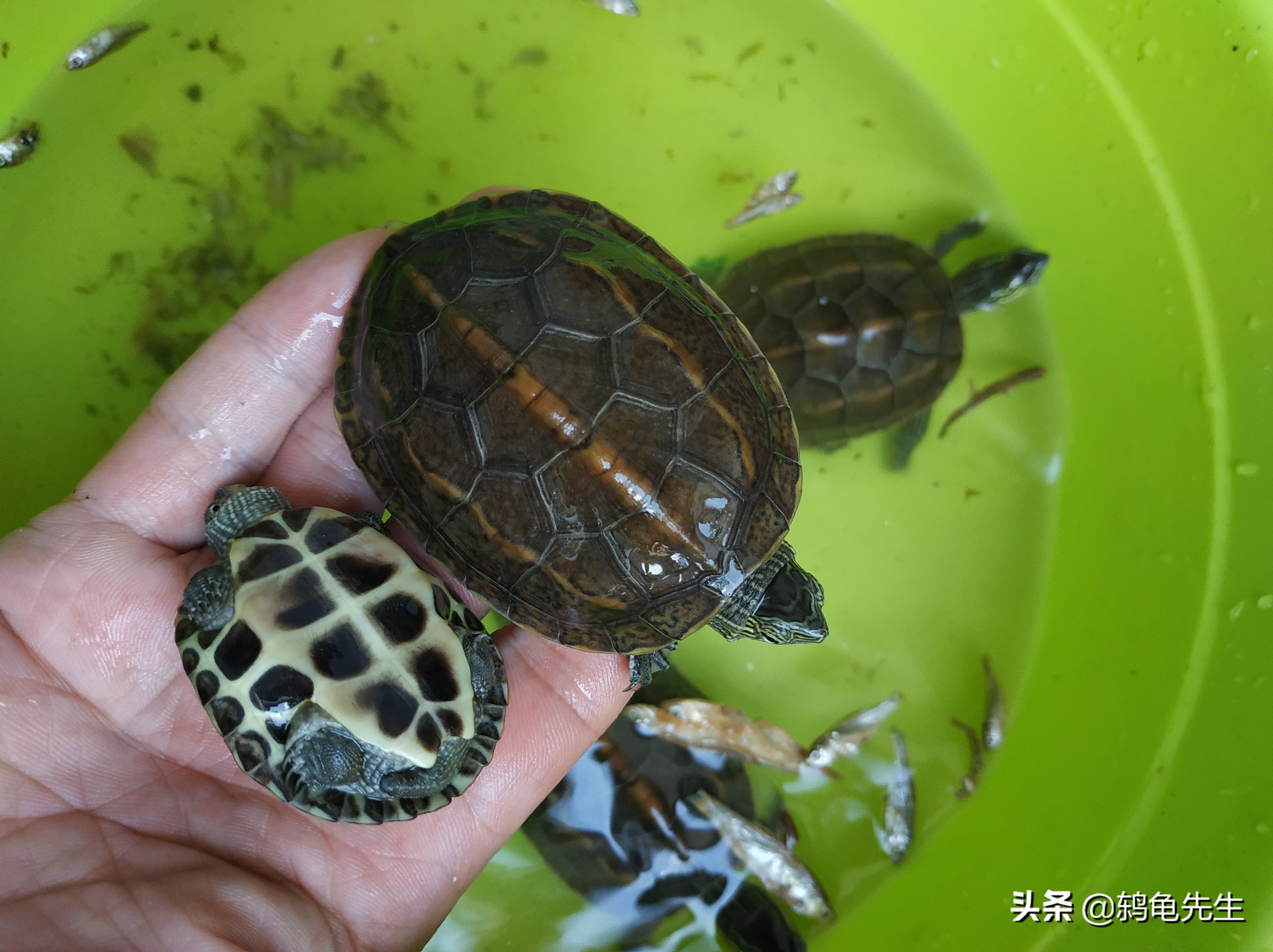 养乌龟是选小龟好还是大龟好-家里养大龟好还是小乌龟好