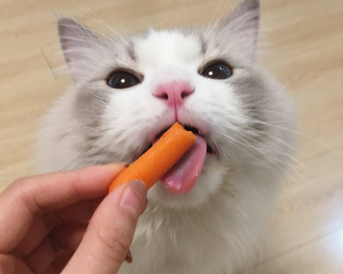 猫能吃苹果吗（对猫有好处的8种蔬菜类介绍）
