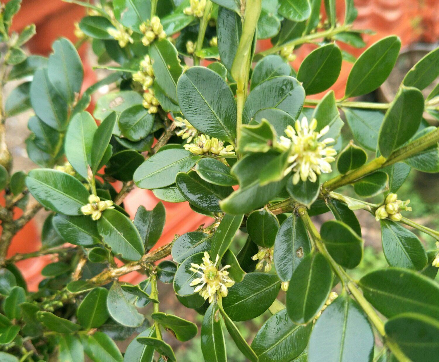 小叶黄杨图片(小叶黄杨需要去花蕾的3种情况) - 赤虎壹号