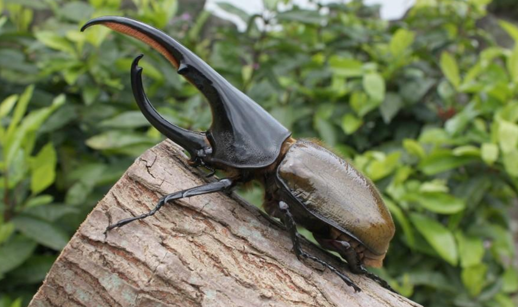 又是外来物种,5只活体长戟大兜虫在厦门被查,该甲虫危害多大?