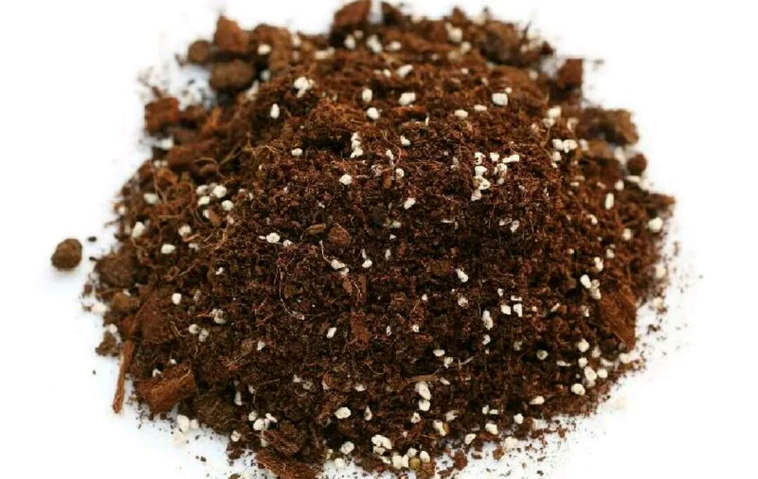 仙客来种子,种更多的花!花后保留种荚,秋季就能播种仙客来