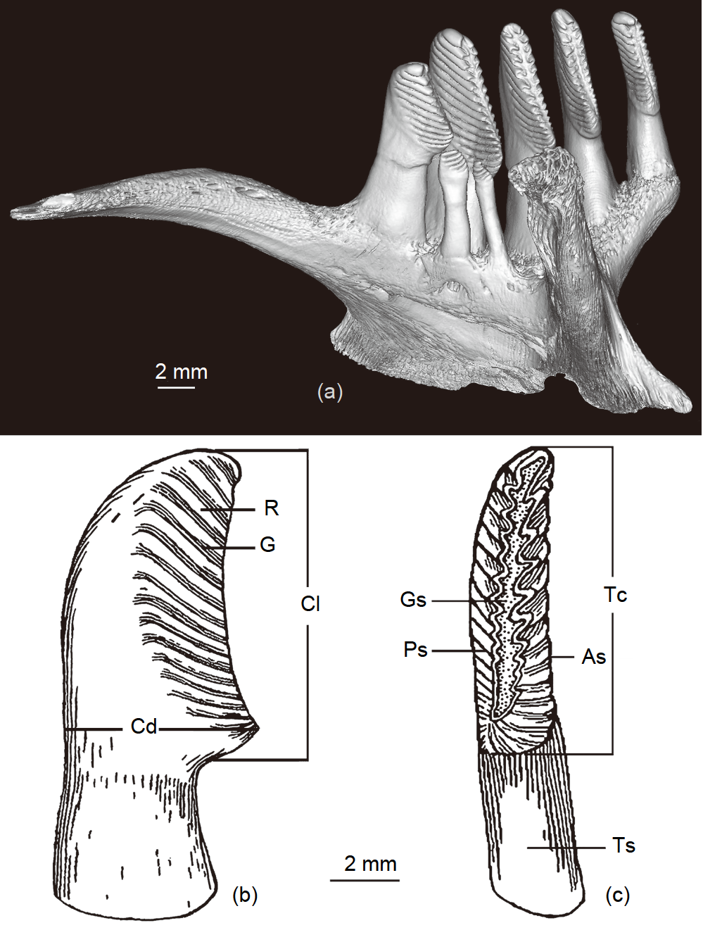 草鱼咽喉齿演化说明草鱼可能起源于3千万年前中国西部的一种肉食性