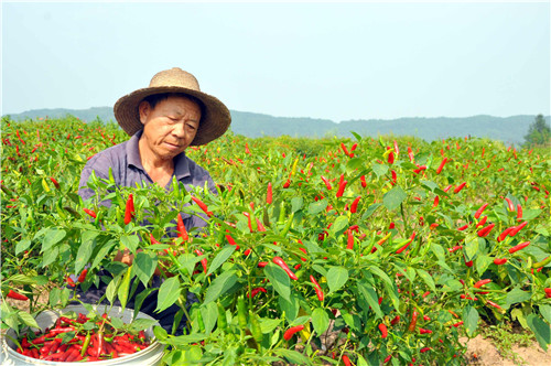 甘肃刘彦斌返乡种辣椒，年产值突破1.5亿，带领两百多名农户致富