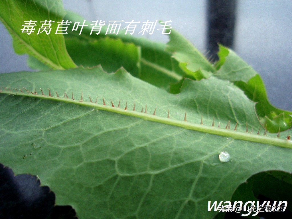 认识有毒野菜——毒莴苣