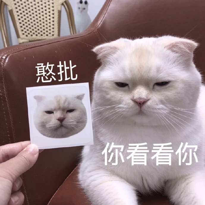 猫咪表情包合集我太难了