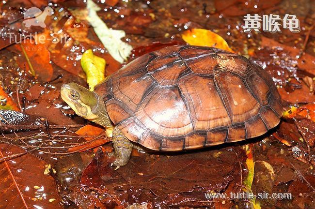 乌龟的肢体语言-龟谷鳖老来讲述