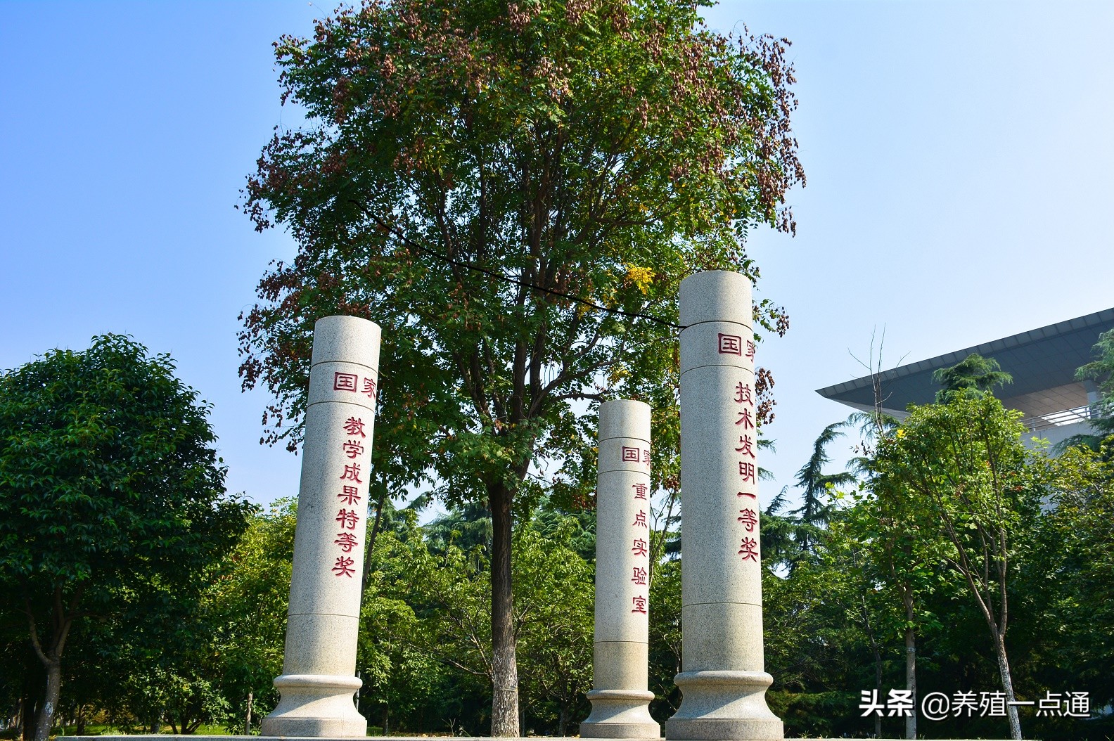 成子强，山东农业大学，教授、博导，禽病专家