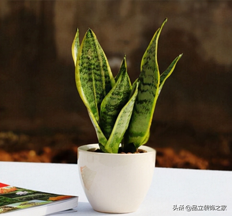好看又好养活的办公室植物精选