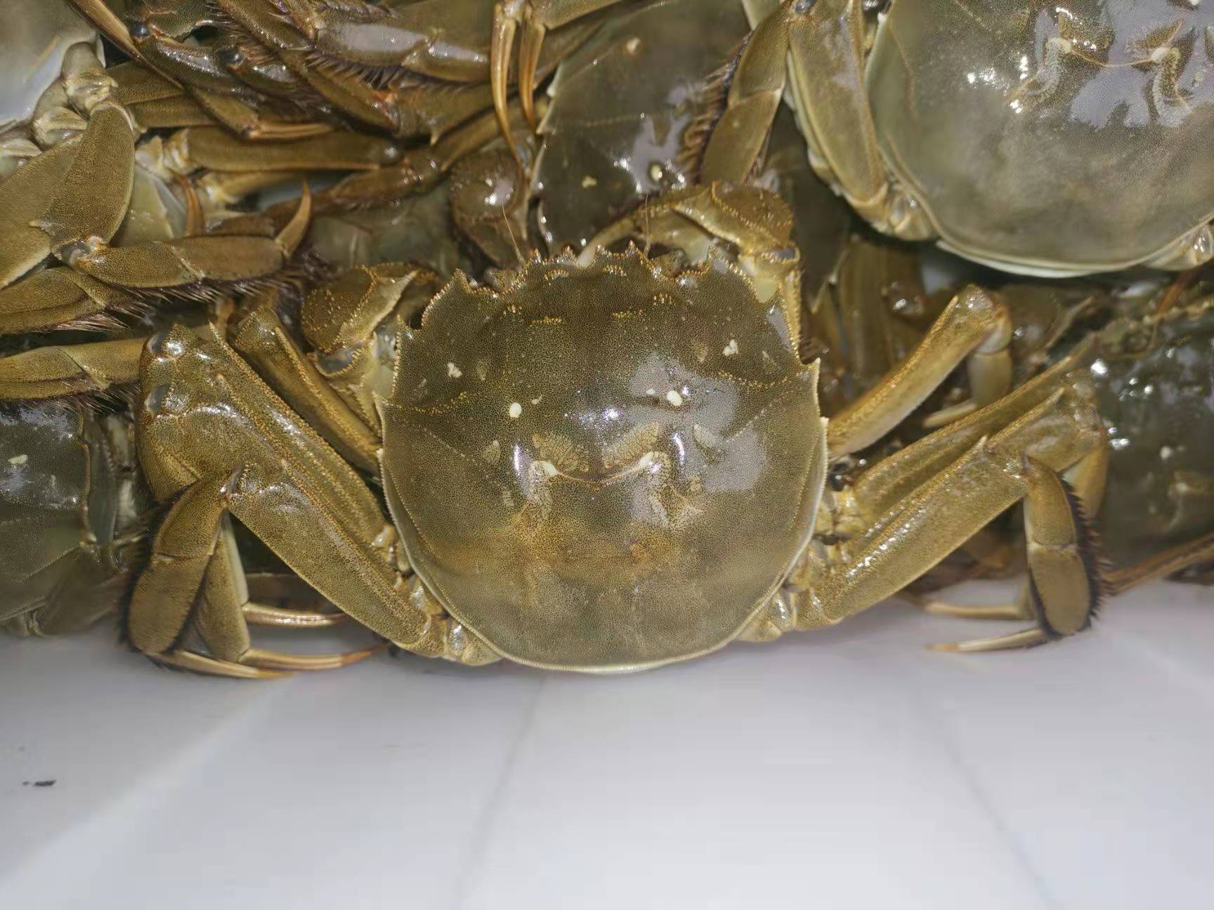 高邮湖大闸蟹也是名气比较大的一种螃蟹,其特点是背青,肚亮,爪金,膏红