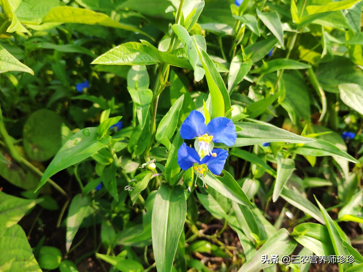 农村曾喂猪的野草，如今成了养生菜，现在才知道它的价值，了解下