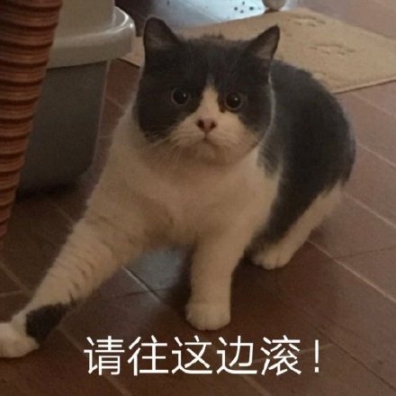 猫咪表情包合集｜你都没有胸，凶什么凶