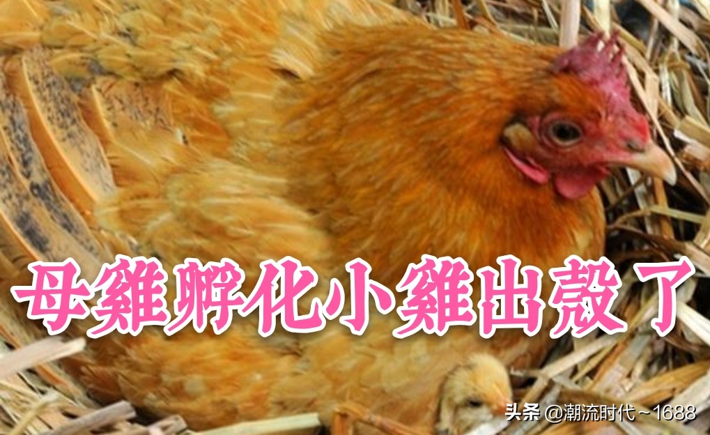 怎么孵化小鸡