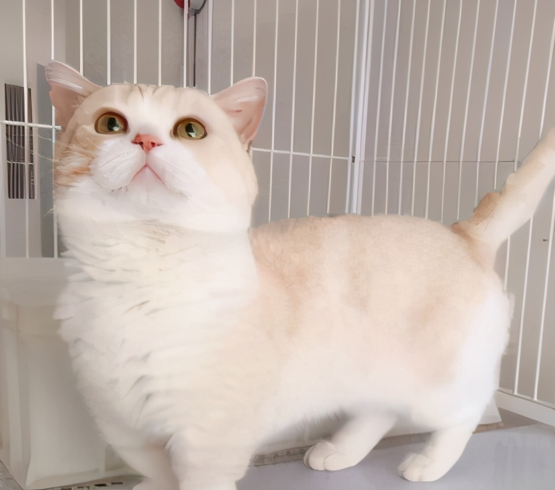 猫品种有哪些（公认颜值最高的10种猫咪）