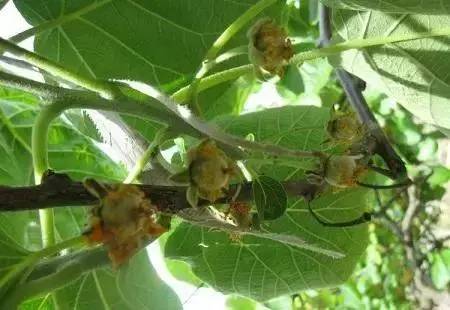 猕猴桃全套栽培技术，定植、水肥、病虫害管理