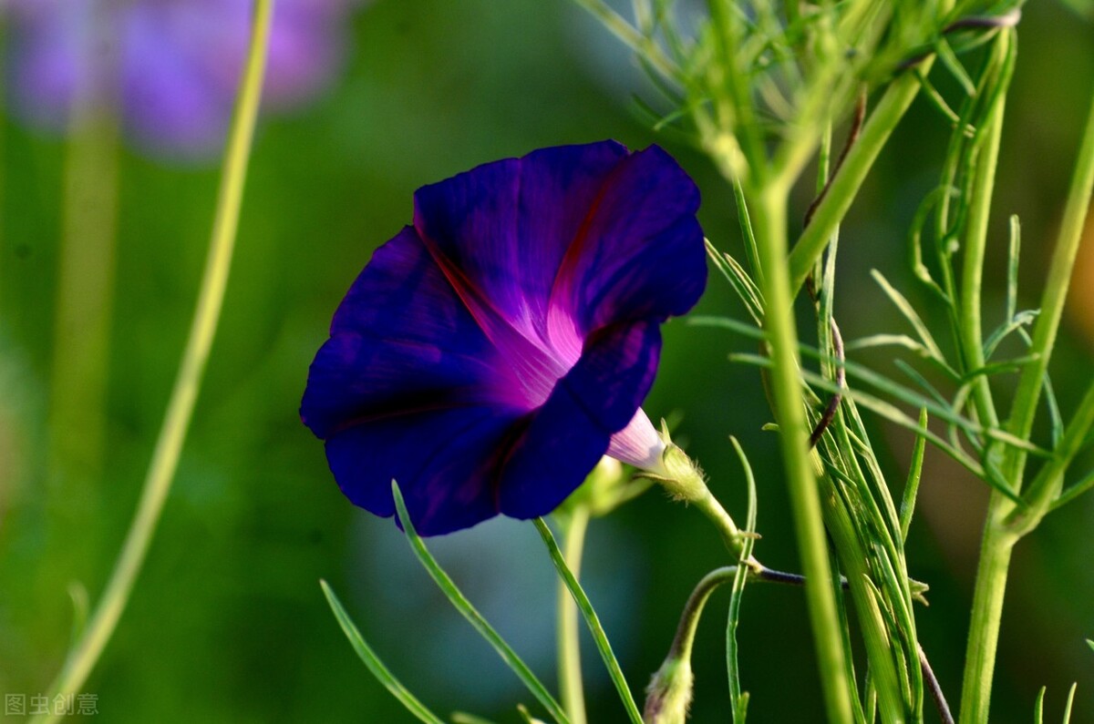 那清晨绽放的牵牛花瓣