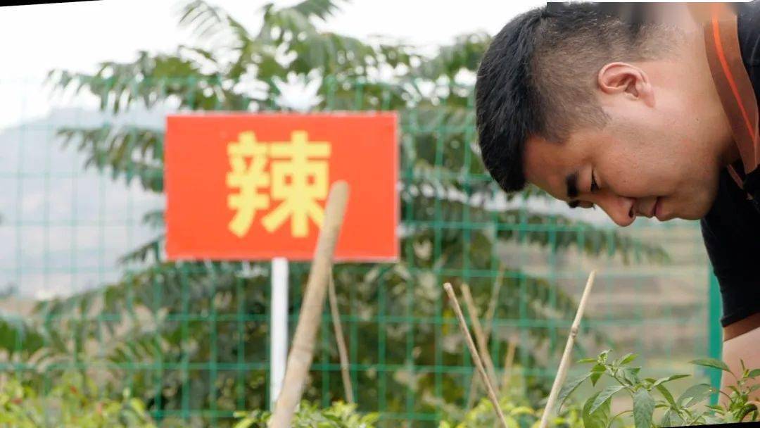 甘肃刘彦斌返乡种辣椒，年产值突破1.5亿，带领两百多名农户致富