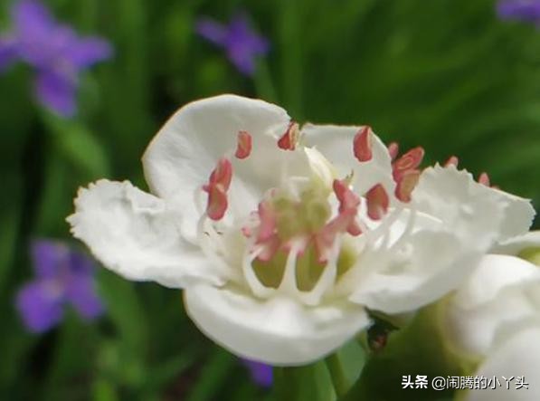 山楂花淡香清雅，守护唯一爱之语