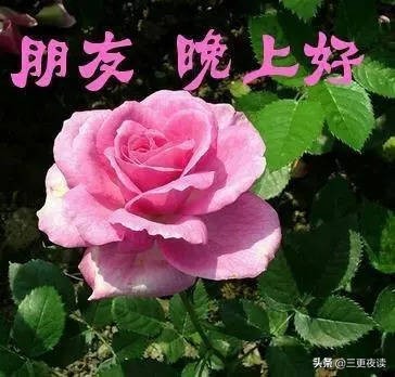 晚安心语：人生的确苦短，岁月实在无情