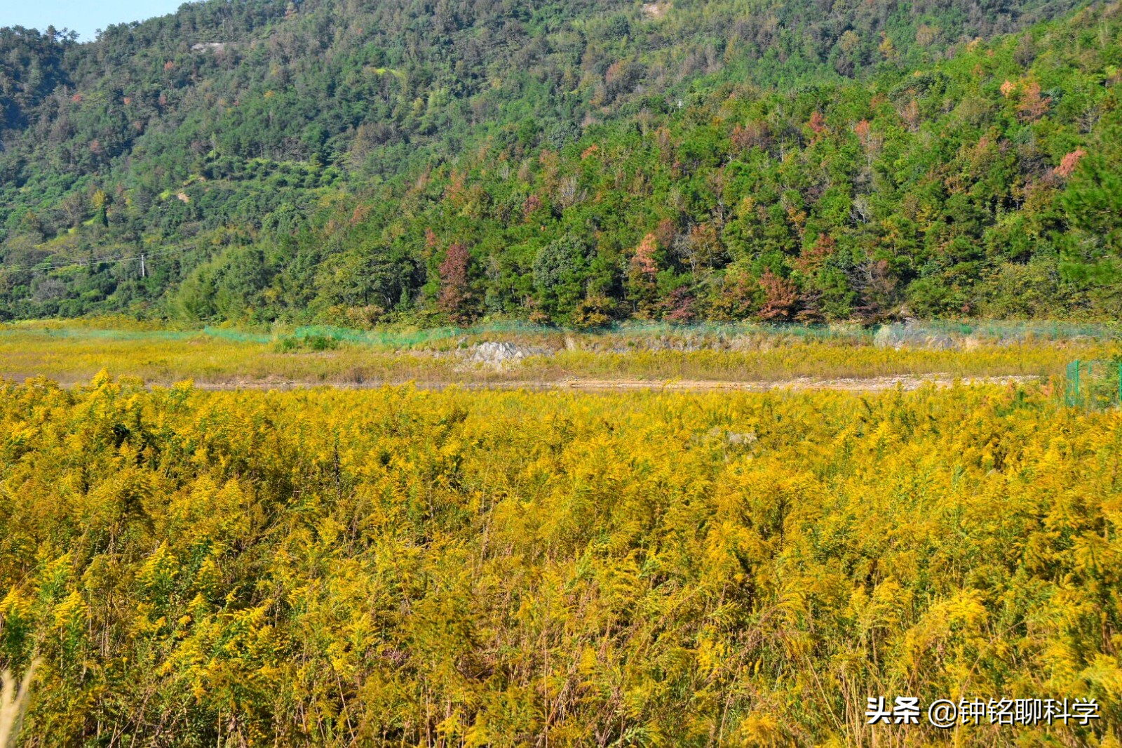 全城“围剿”！加拿大一枝黄花祸害我国多地，为什么这么难控制？