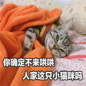 猫咪表情包：忘了他吧，我卖萌养你