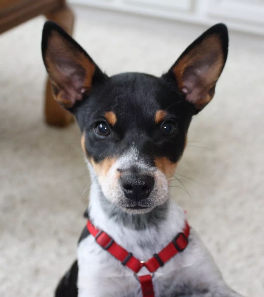 每日一犬 · 捕鼠梗