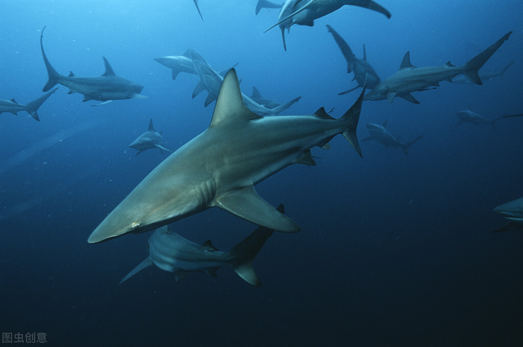 十大恐怖鲨鱼图片（图文讲解10种最危险的鲨鱼）