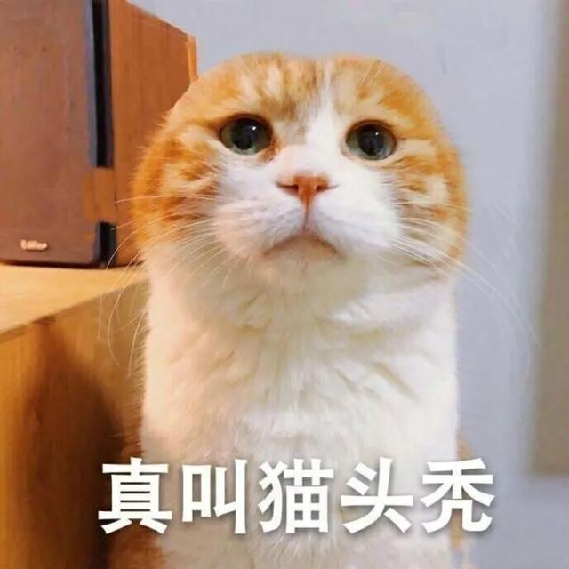 表情包|吓得小猫咪吃惊惊都不能回神神了呢