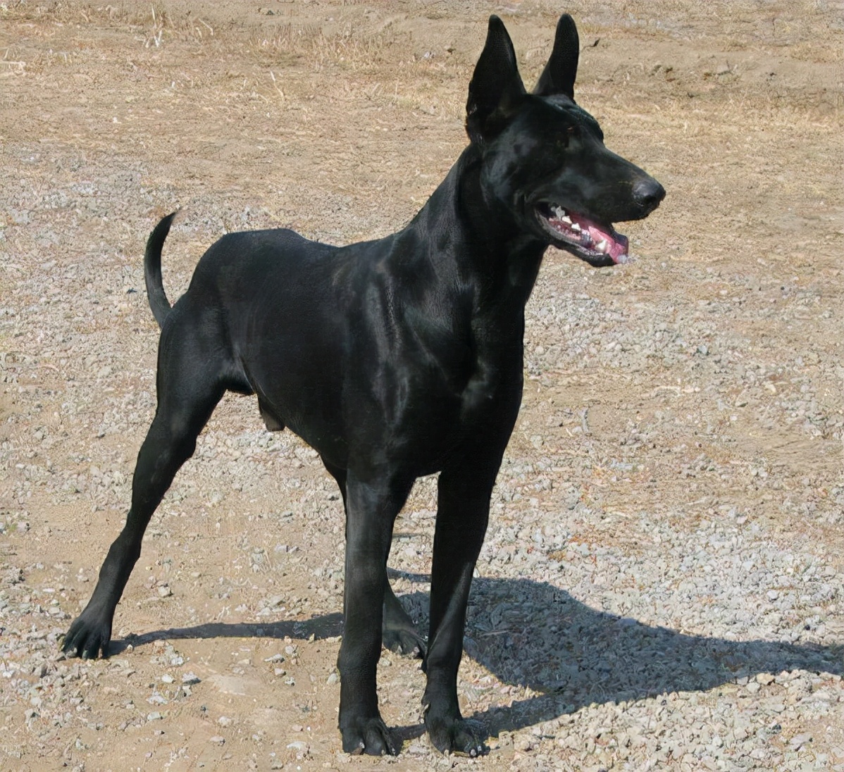 黑狼犬是狼狗的一种,其全身乌黑,短毛立耳,集观赏性,实用性于一身.