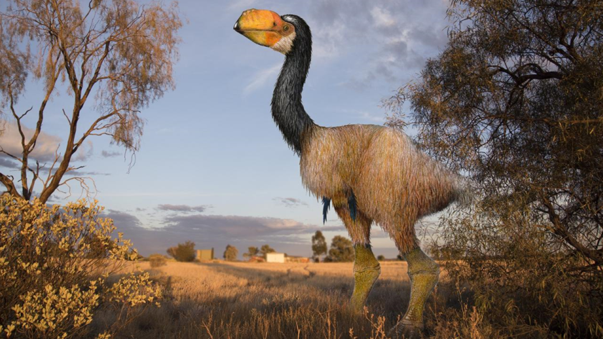 是一种不会飞的巨型食肉鸟,生活在1500万年前的现代阿根廷境内!