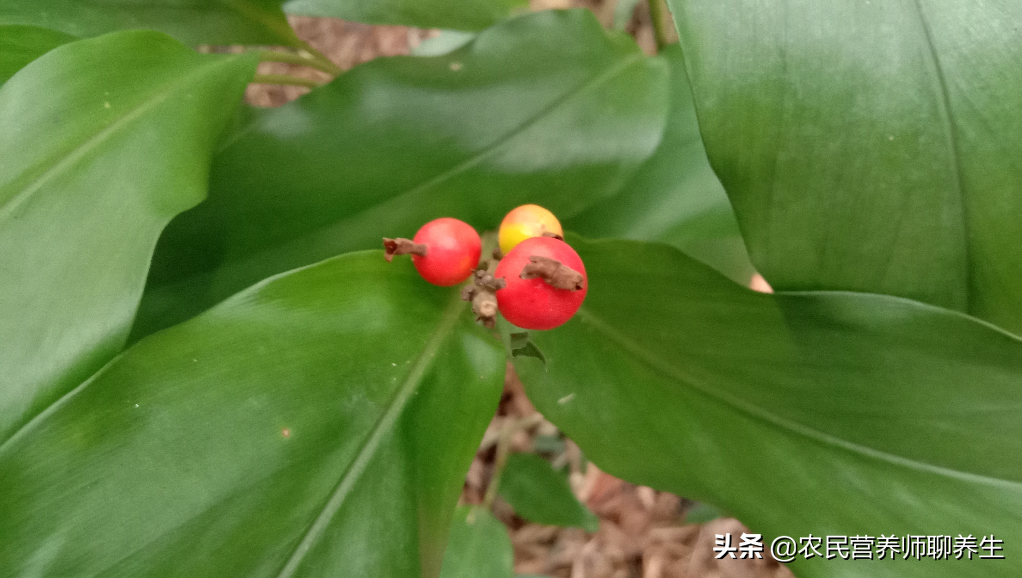 山姜的功效与作用(各位注意农村野山姜煮水好处多)