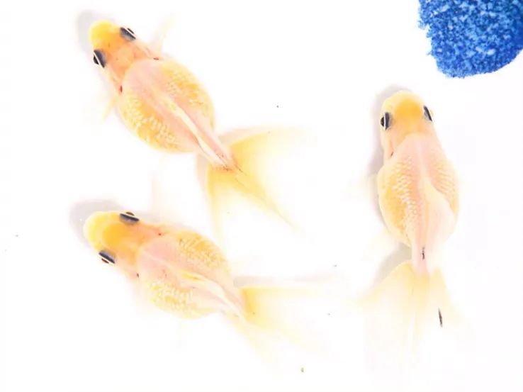 金鱼百览