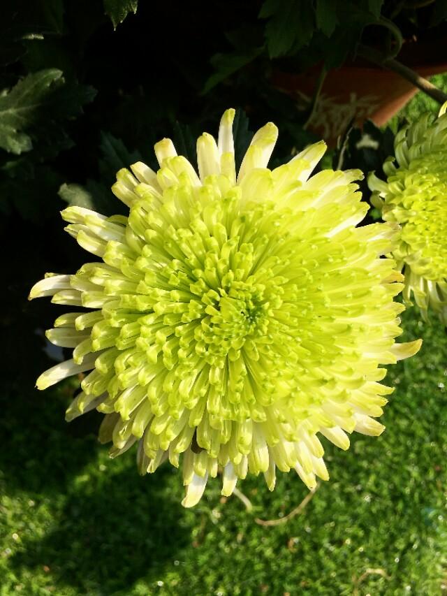 元稹：不是花中偏爱菊，此花开尽更无花