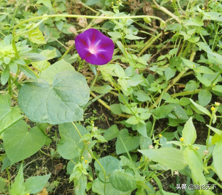 花草吟系列之《也咏牵牛花》