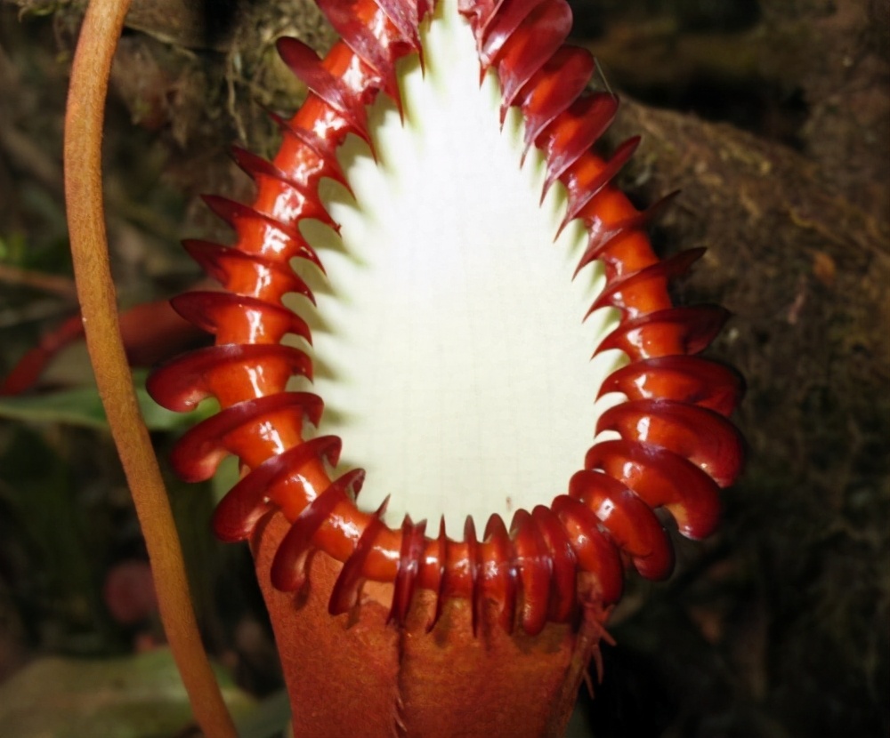 巨型猪笼草图片(盘点全世界最致命的10大危险植物)