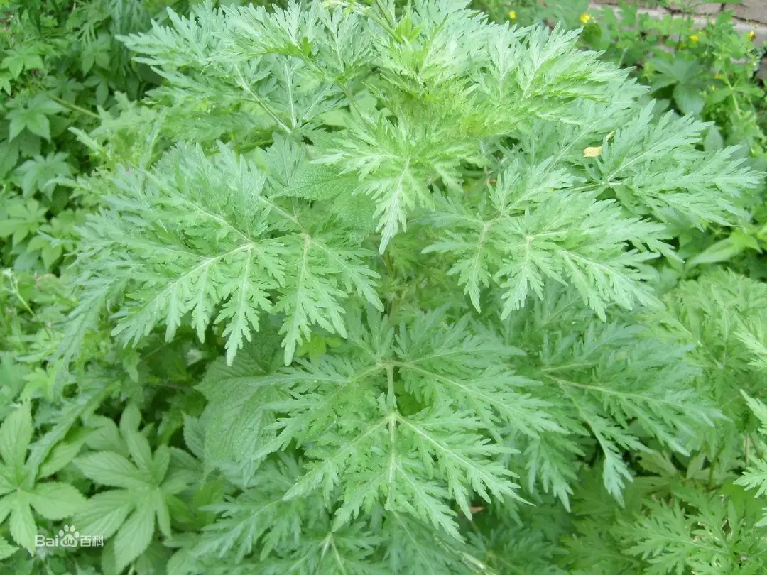 茵陈,让人爱不释手的祛湿野菜,清热解毒,利湿退黄,温里助阳.